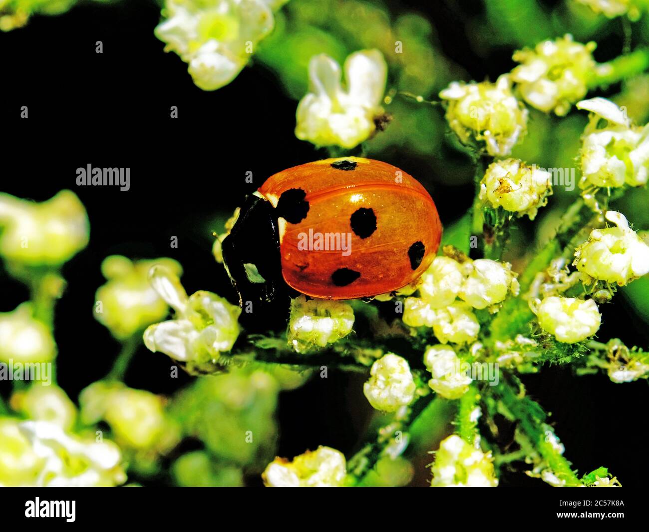 7 spotted ladybird feeding on aphids against muted background Stock Photo