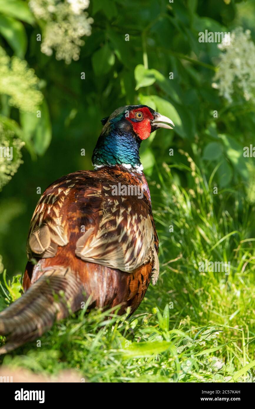 BIRD. Pheasant, male adult, under foliage, summer, surrey Uk Stock Photo