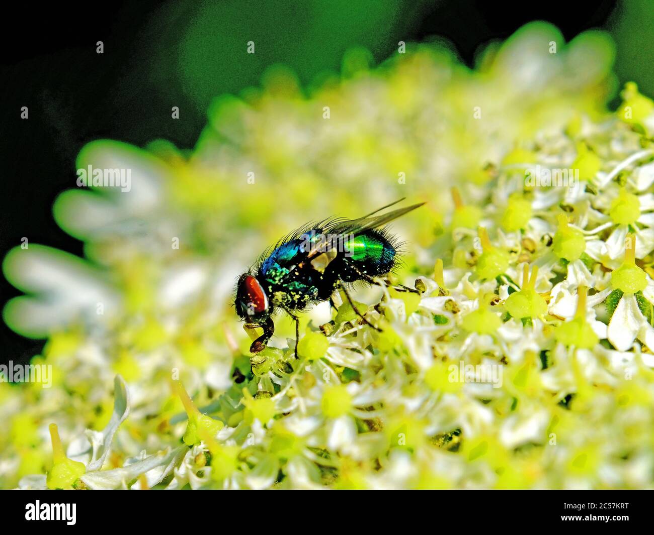 Blue green hairy fly with red eyes feeding on yellow white flowers Stock Photo