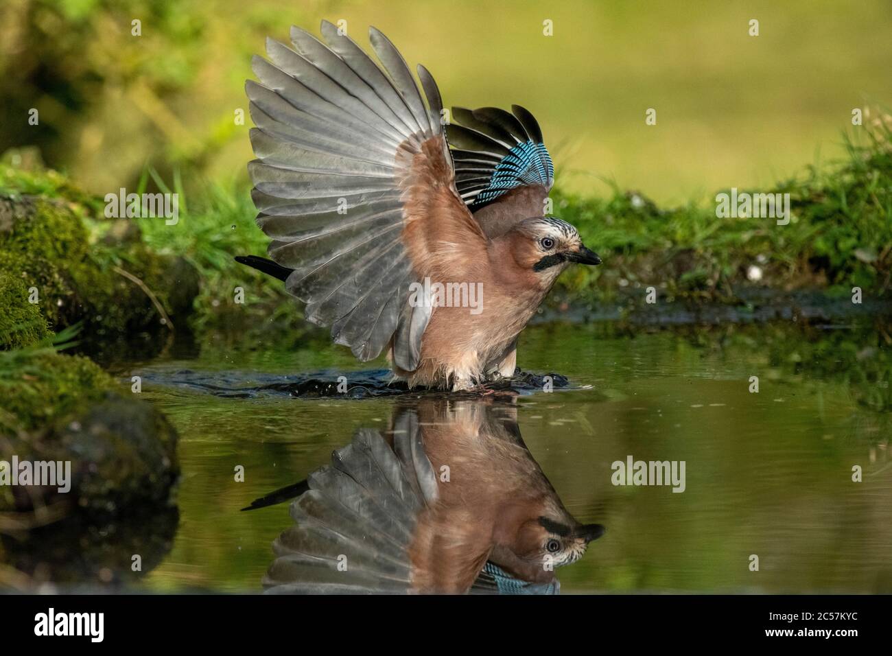 JAY, landing in water, with reflection, wings up in flight, surrey UK Stock Photo