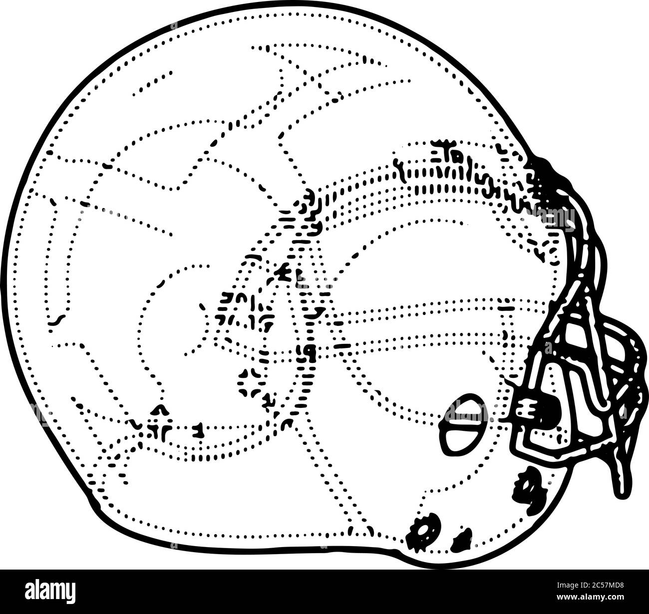 american football helmet drawing vector Stock Vector Image & Art Alamy