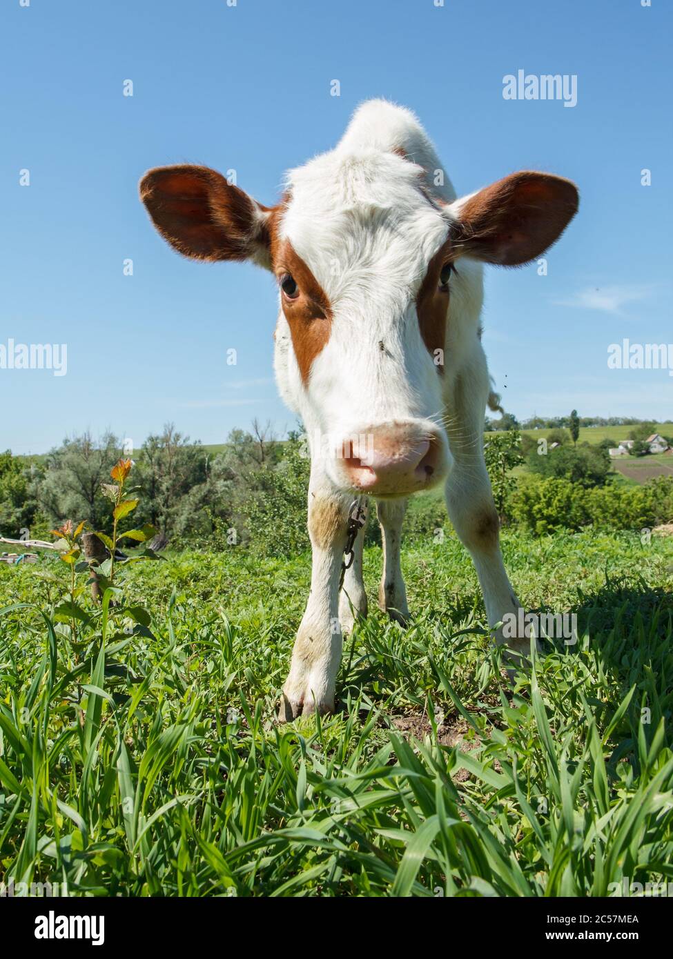 Funny cow head hi-res stock photography and images - Alamy