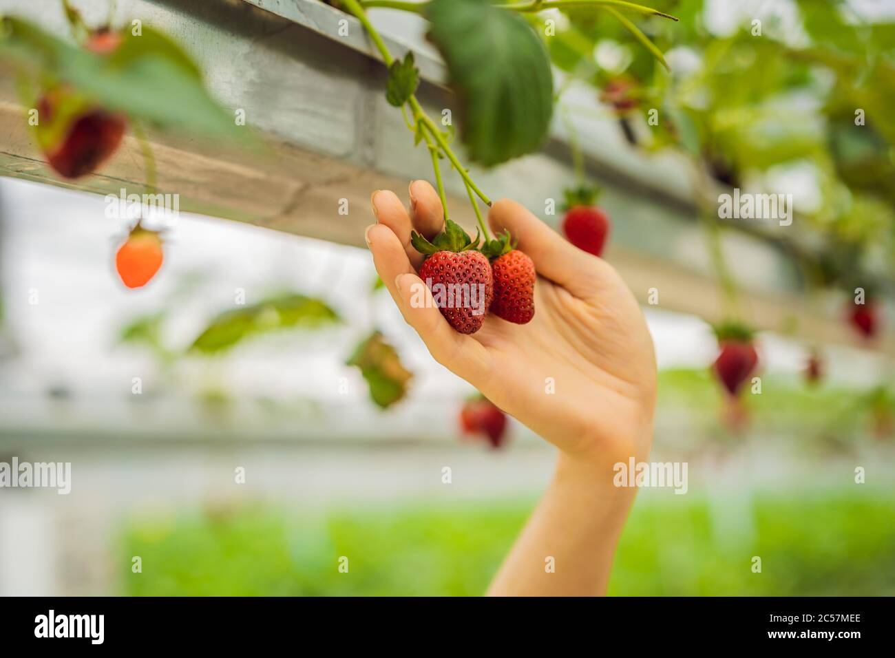 Woman picking strawberries at hydroponic farm in the greenhouse Stock ...