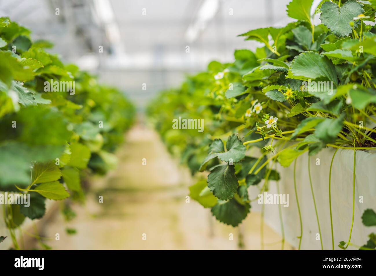 Strawberry at hydroponic farm in the greenhouse Stock Photo - Alamy