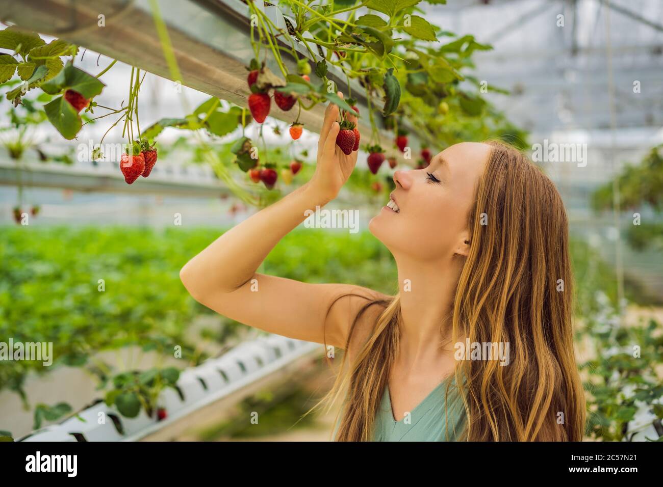 Woman picking strawberries at hydroponic farm in the greenhouse Stock ...
