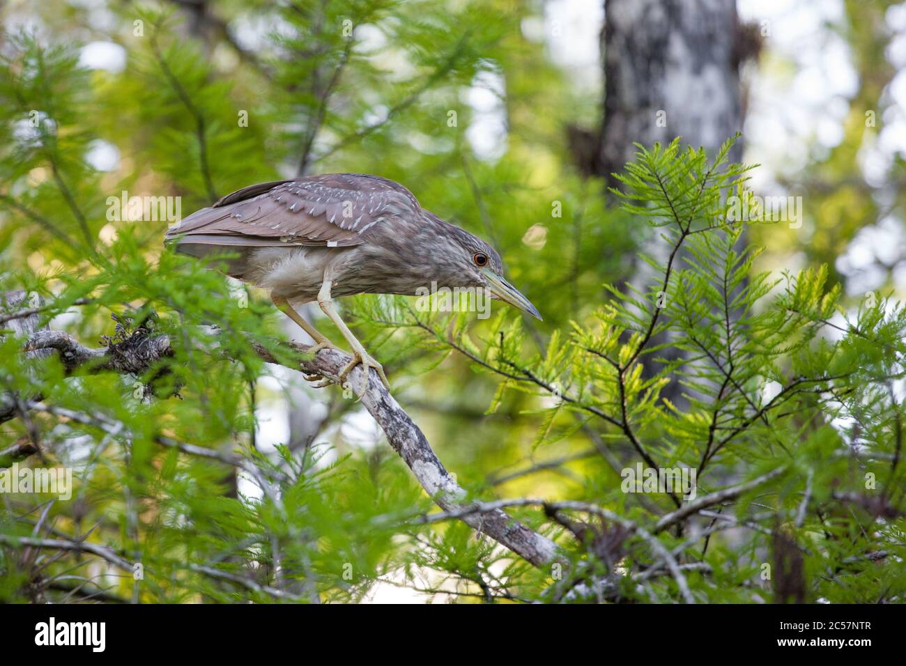 A female black crowned night heron perches in a tree in big cypress national refuge, Florida, USA Stock Photo