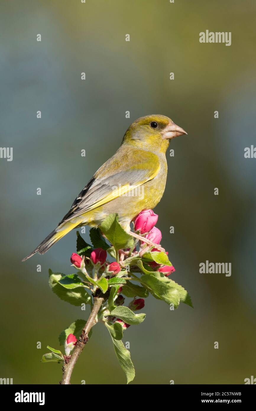 Greenfinch, adult male in an apple tree with blossom, spring, surrey UK Stock Photo