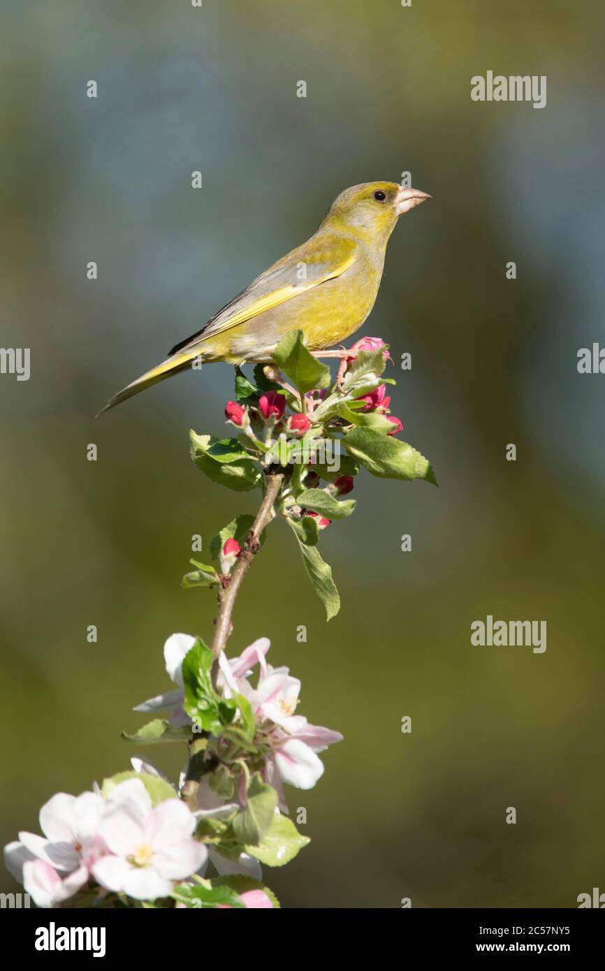Greenfinch, adult male in an apple tree with blossom, spring, surrey UK Stock Photo