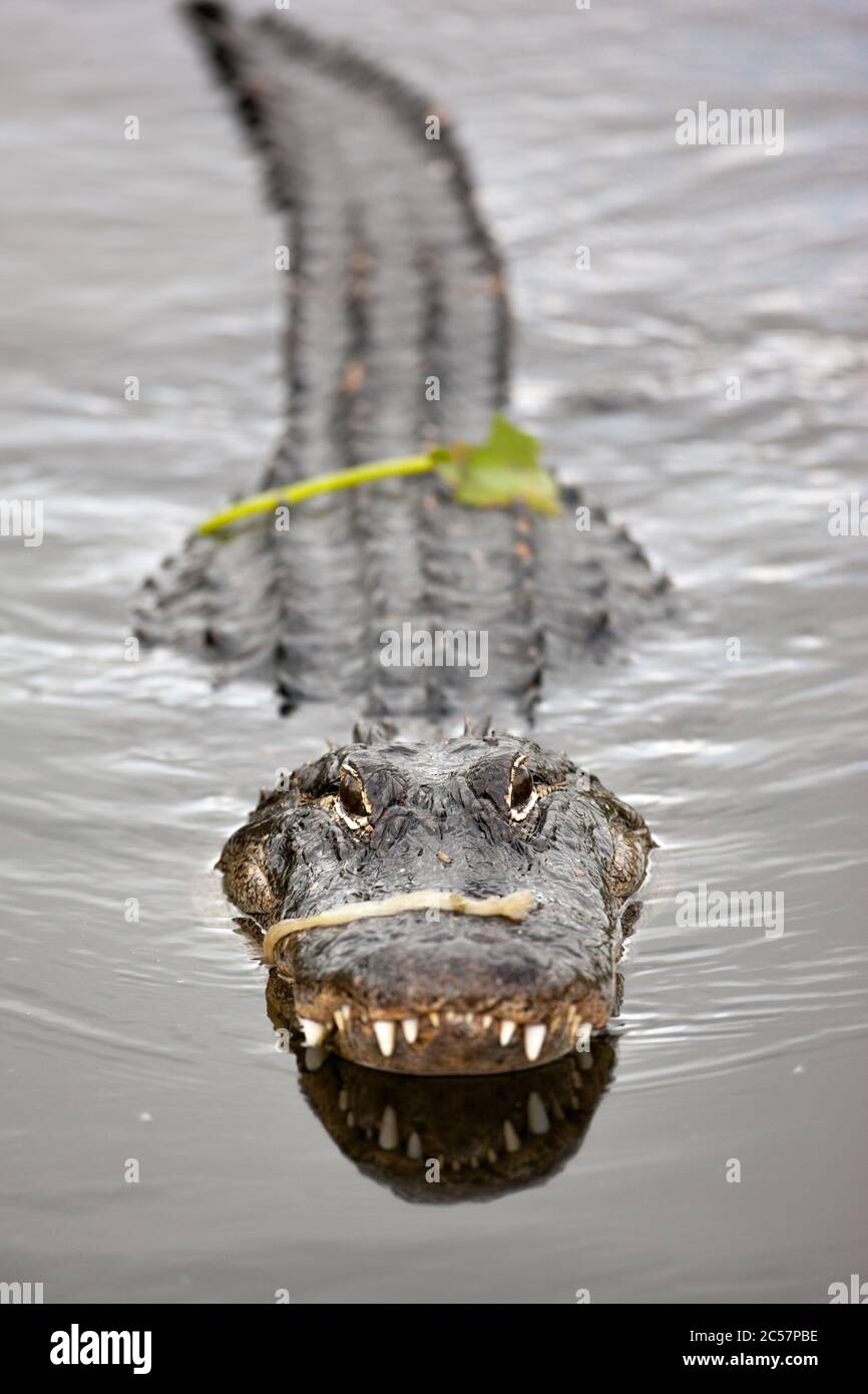 An American alligator floats in the calm water of the Florida everglades national park, Florida, USA. Stock Photo