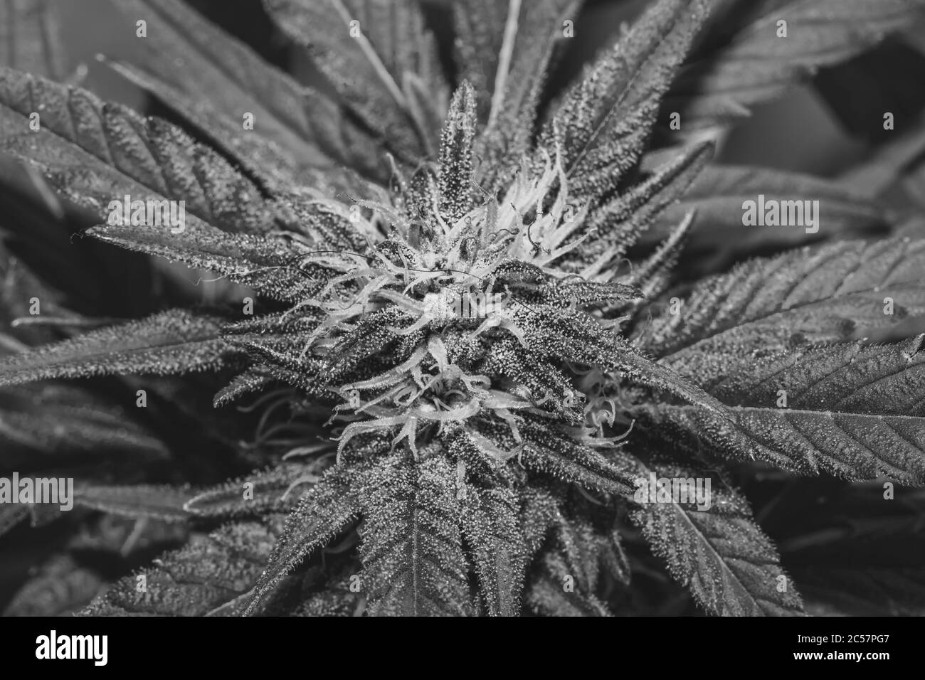 Beautiful female Cannabis (hemp) plant growing, Cape Town, South Africa