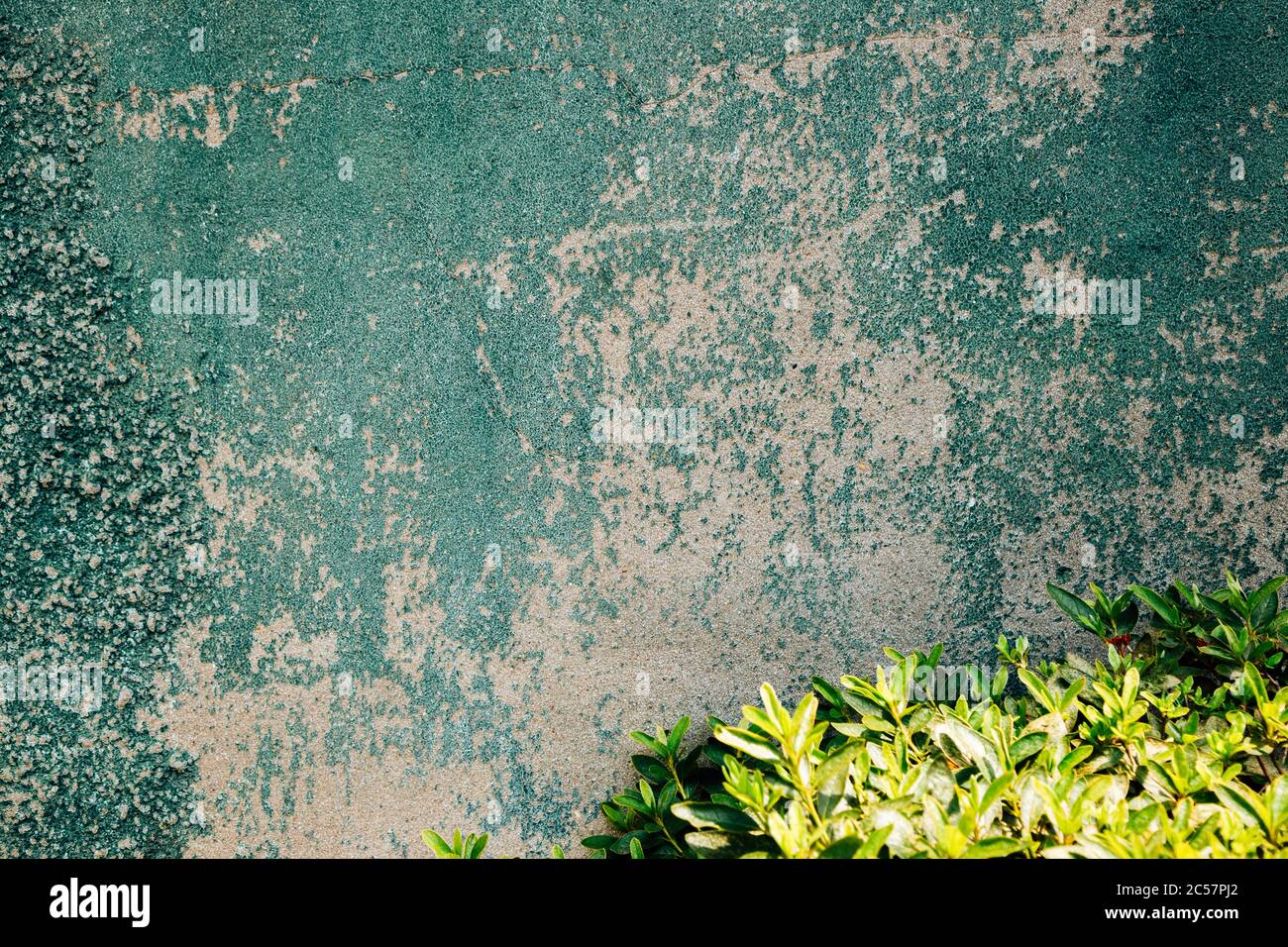 Green painted concrete wall texture and green leaf background Stock Photo