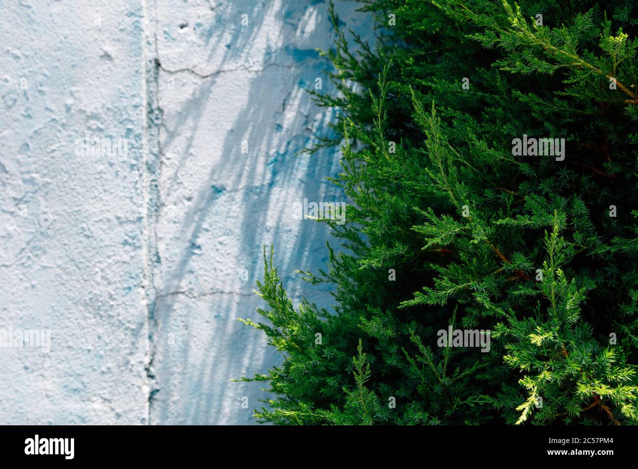 Blue painted concrete wall and green leaf texture background Stock Photo