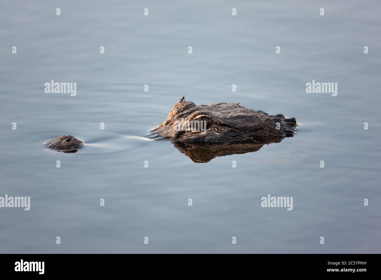 The head of American alligator rests just above the water line in the calm waters of the Florida everglades national park. Florida, USA. Stock Photo