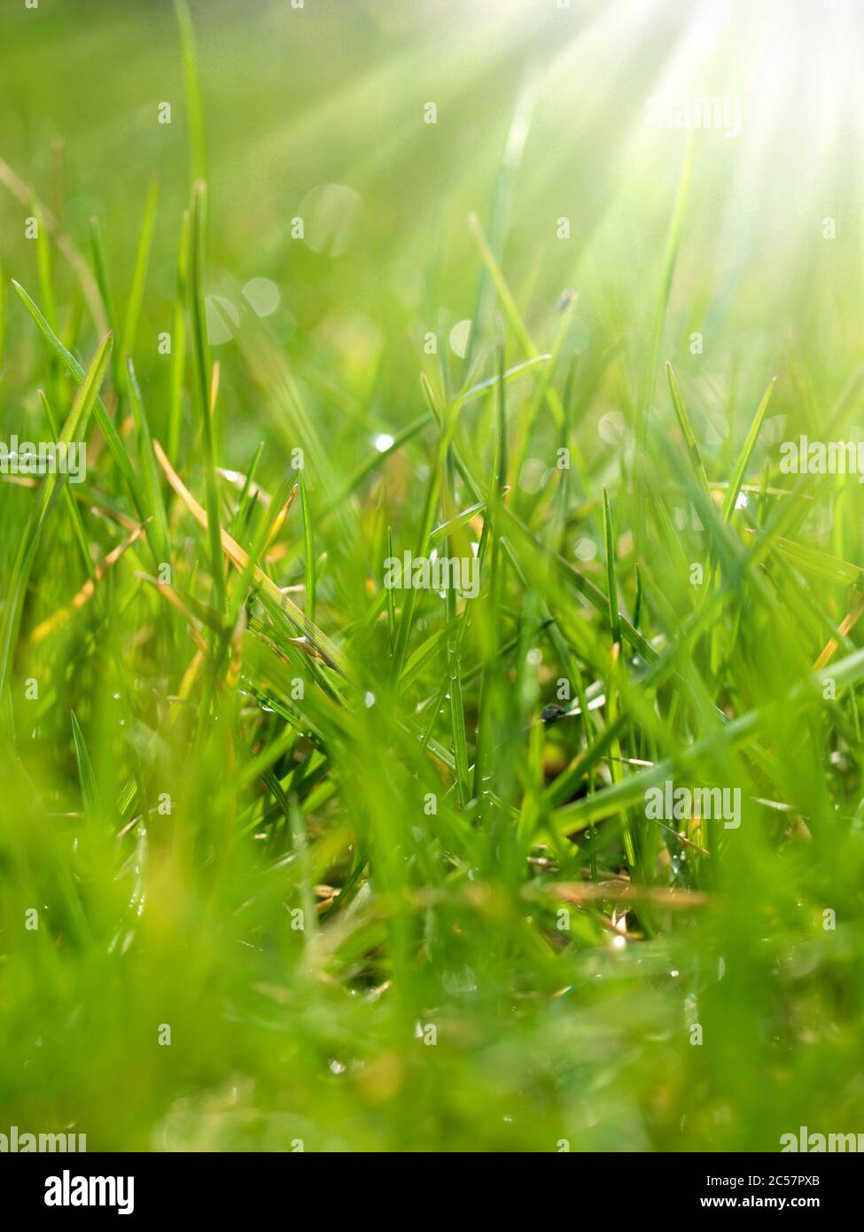 selective focus shot of young green grass great as background Stock Photo