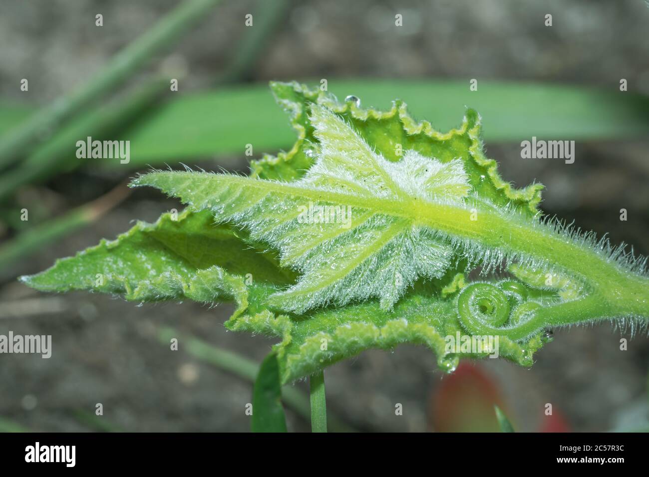 Beautiful green Butternut squash leaf (Cucurbita moschata) growing