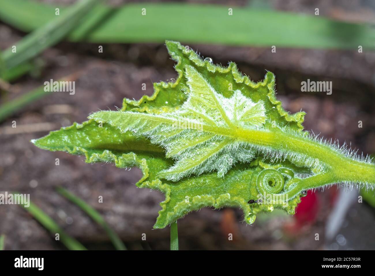 Beautiful green Butternut squash leaf (Cucurbita moschata) growing