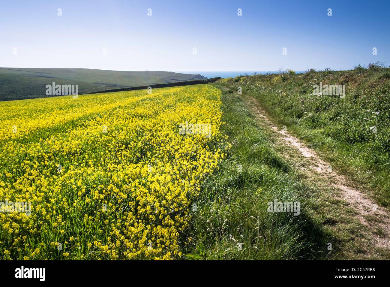 The intense yellow of Wild Mustard Sinapsis avensis growing in a field at the Arable Fields Project on West Pentire in Newquay in Cornwall. Stock Photo