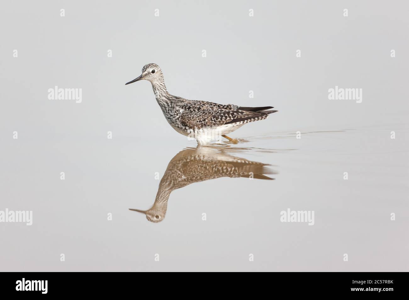 A willet Tringa semipalmata stands reflected in the calm water of the Florida everglades national park, Florida USA Stock Photo