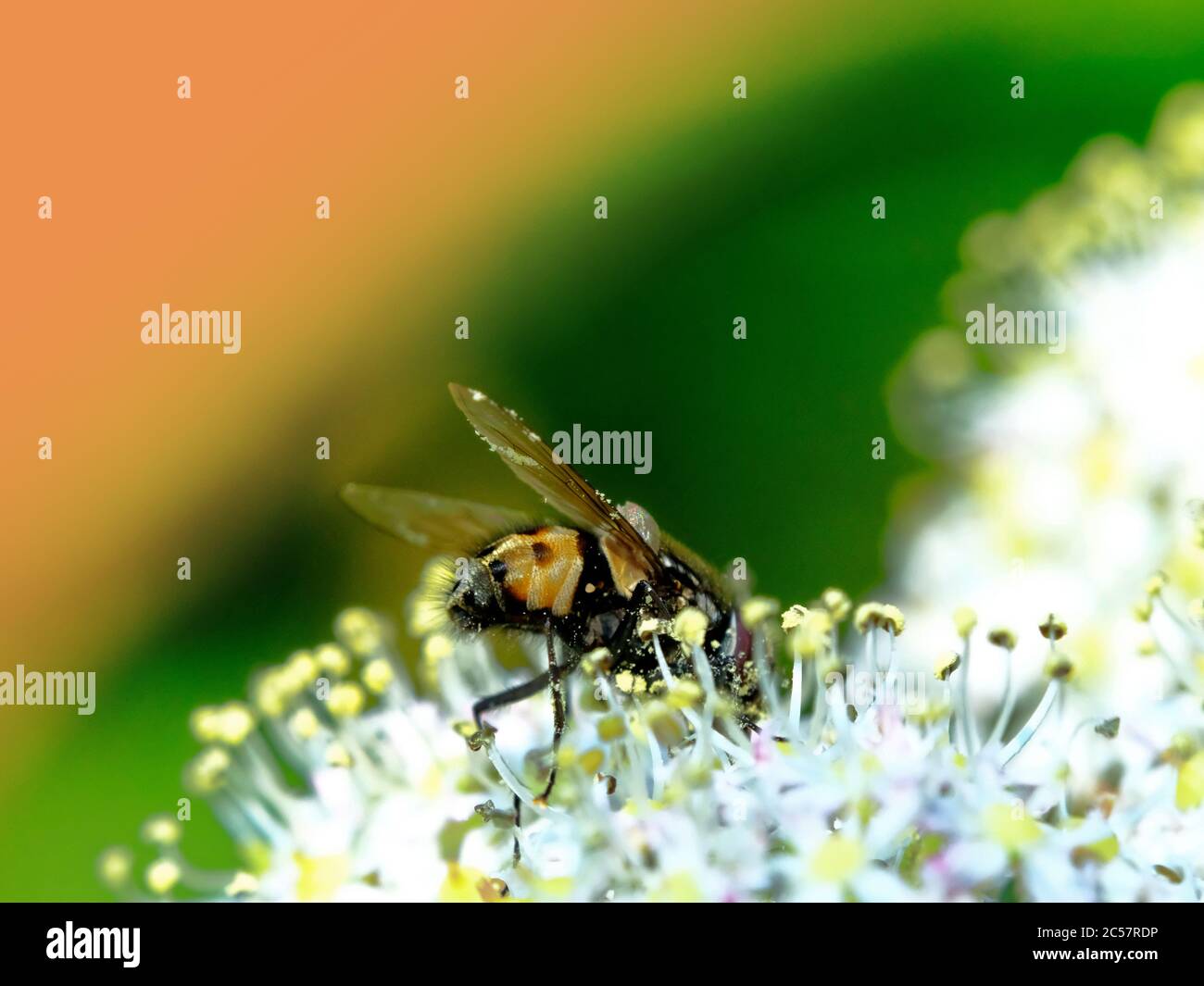Pollen covered hairy hover fly  harvesting a spring flower Stock Photo