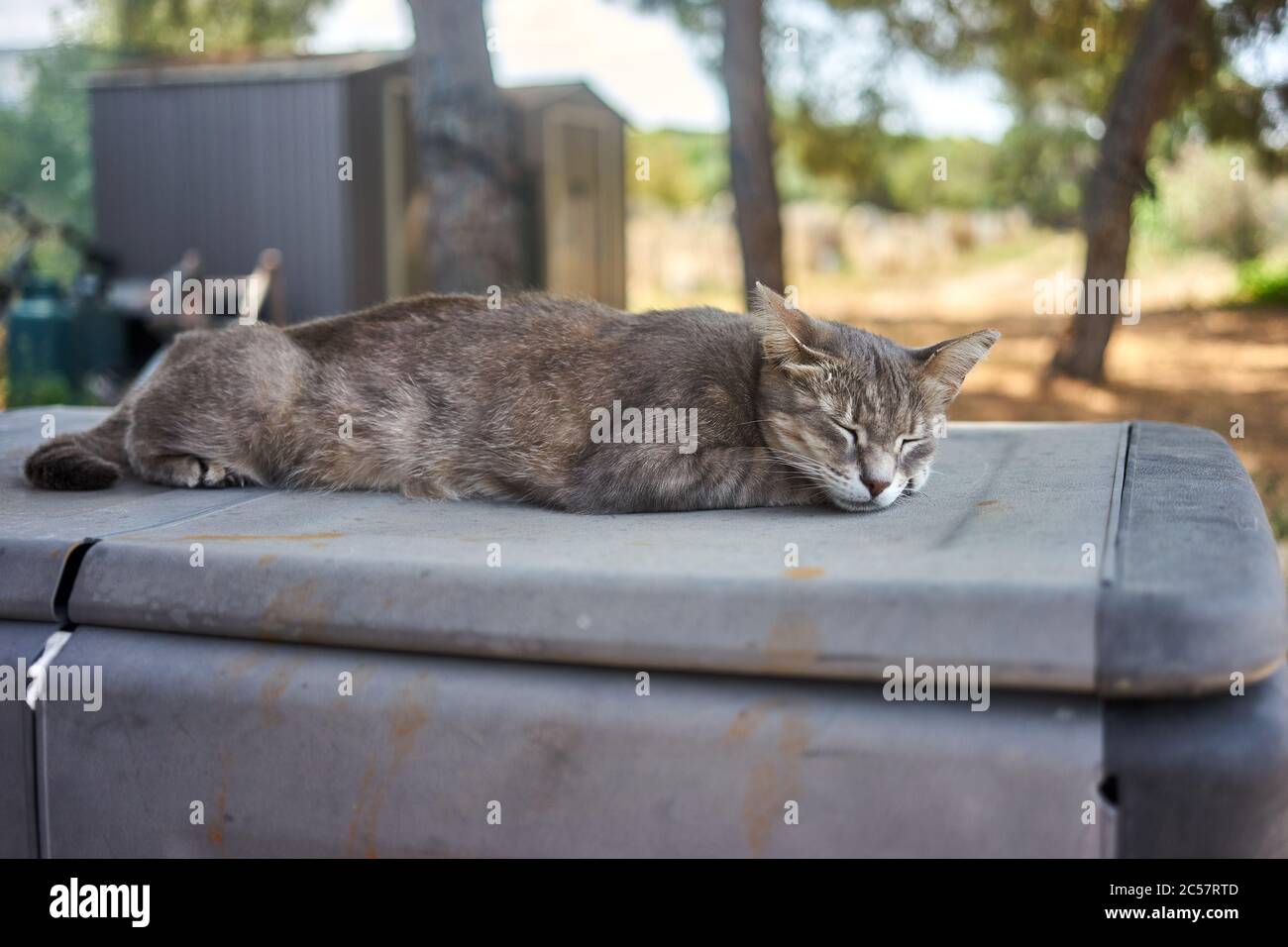 adult cat resting on top of a trunk Stock Photo