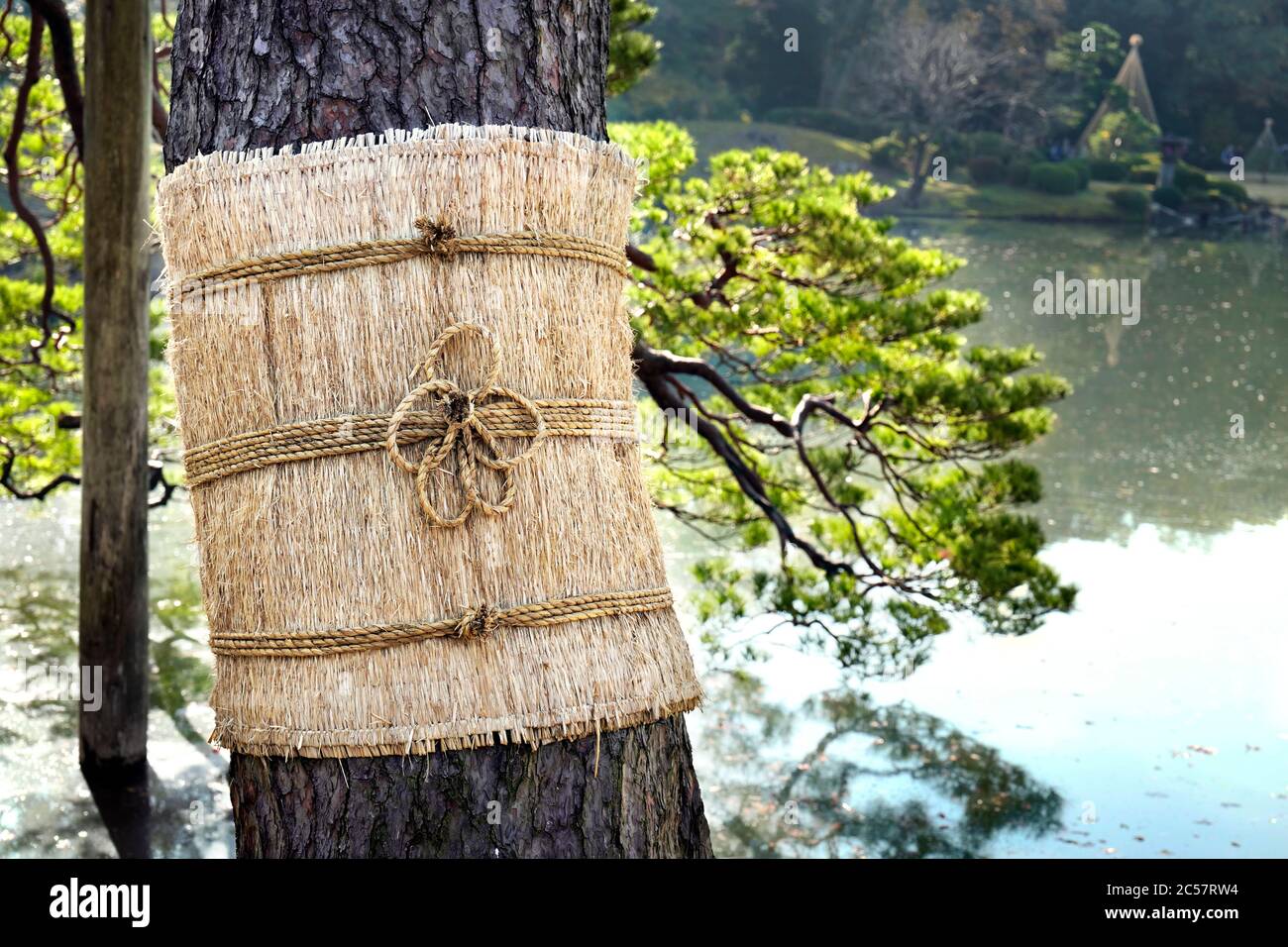 Japan, Honshu island, Kanto, Tokyo, an insect trapping on a tree. Stock Photo