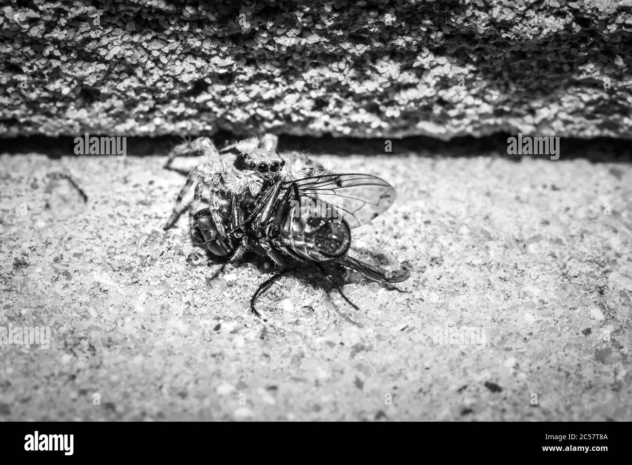 Small Black, brown and White Jumping spider (salticidae) eating a blue and green house fly, Cape Town, South Africa Stock Photo