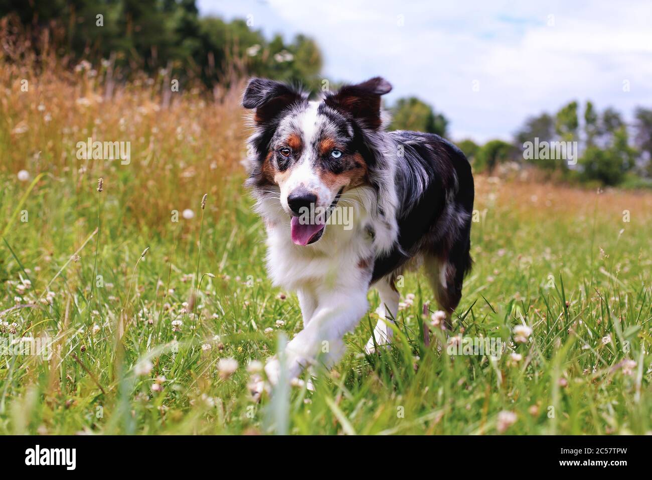Beautiful juvenile male Blue Merle Australian Shepherd dog walking through a summer field.  Selective focus with blurred background. Stock Photo