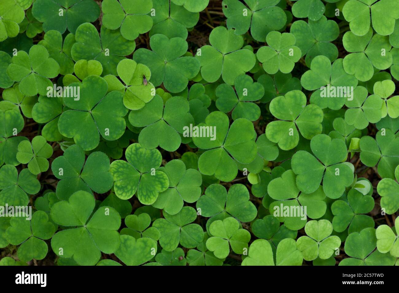 A carpet of wood sorrel cover the woodland floor in Hampshire, England Stock Photo