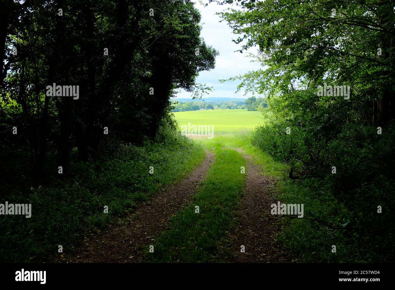 Looking out from a dark woodland into the bright sunlight over a Hampshire field in the English countryside. Stock Photo