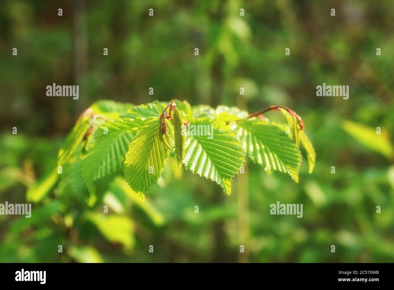 Branch with fresh hornbeam leaves, bokeh, fuzzy background and copy space Stock Photo