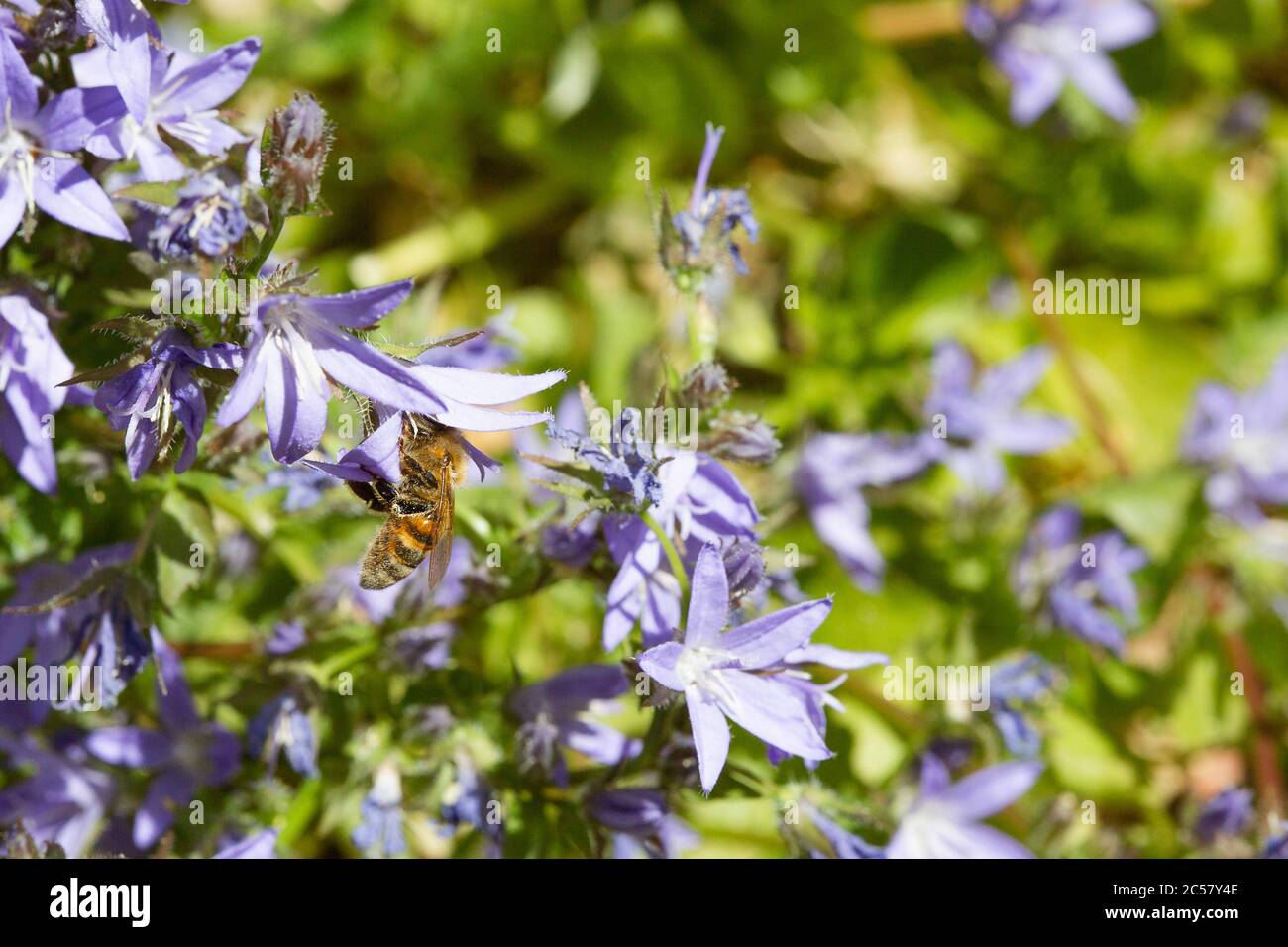 Bee with its head right in the bell of a campanula plant, urban garden, North London, UK Stock Photo