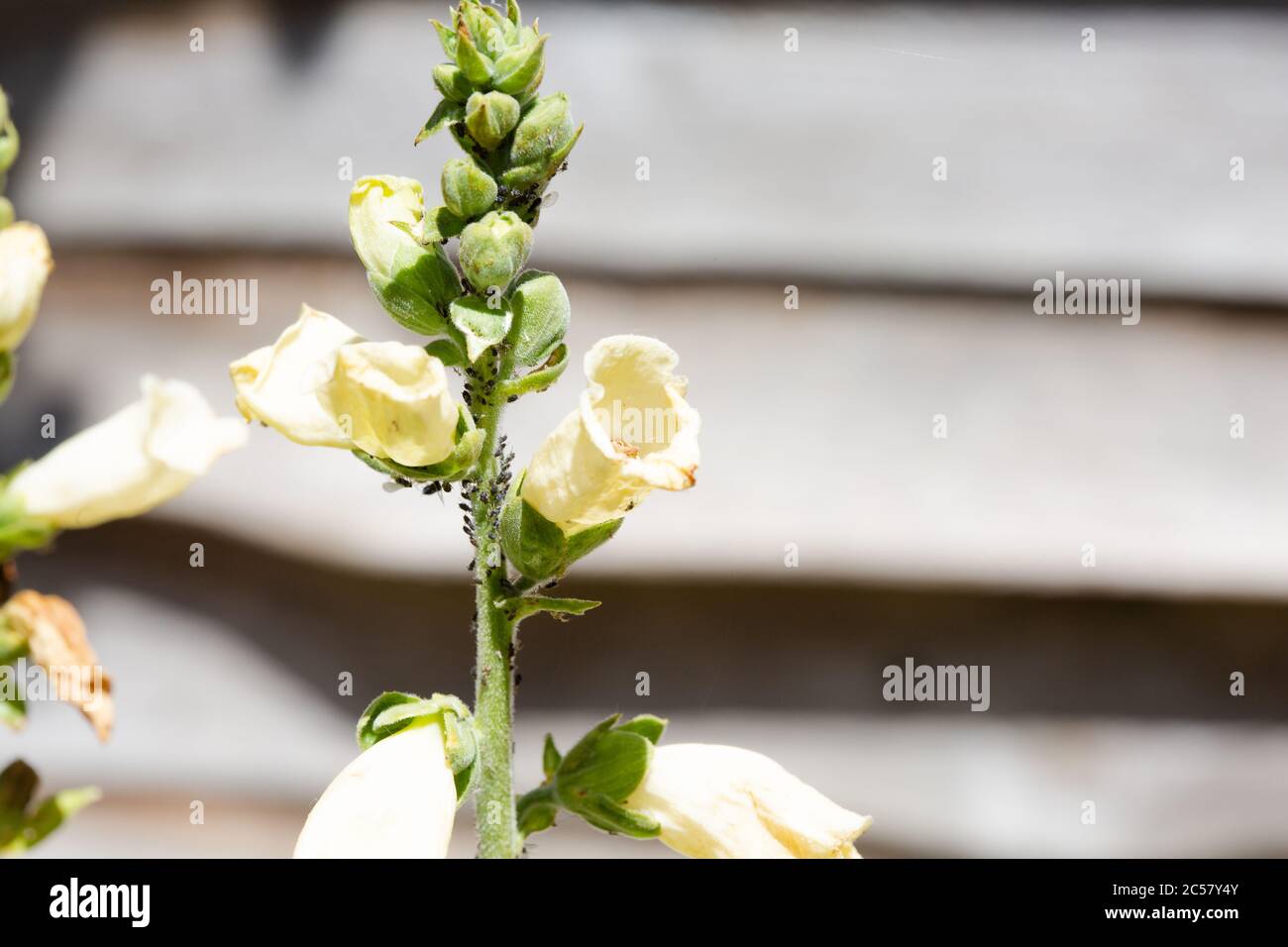 apricot coloured digitalis, foxglove plant, covered in black aphids in a north london urban garden, space to the right, wooden fence background Stock Photo