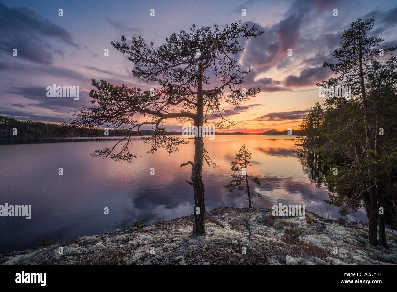 Scenic sunset landscape with peaceful lake and tree at summer evening in Finland Stock Photo