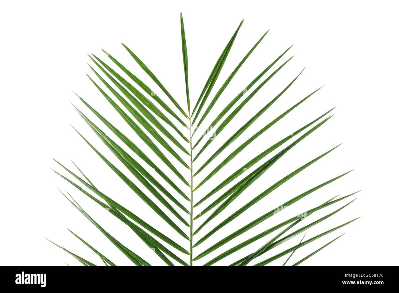 Green palm leaf isolated on white background Stock Photo - Alamy