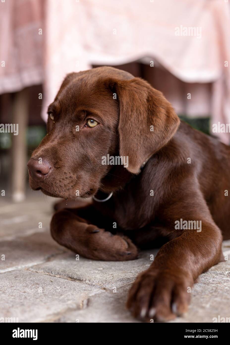 Brown labrador puppy. Chocolate dog. Stock Photo