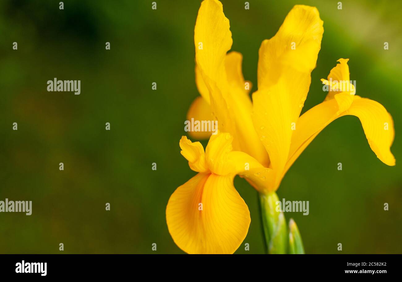Yellow blooming Dutch Iris on blurred green background with copy space ...