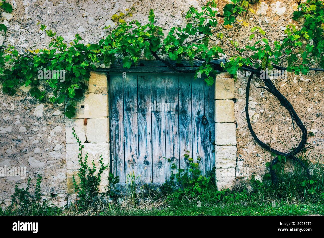 Old blue wooden door with vine in a village of Perigord in the South west of France Stock Photo