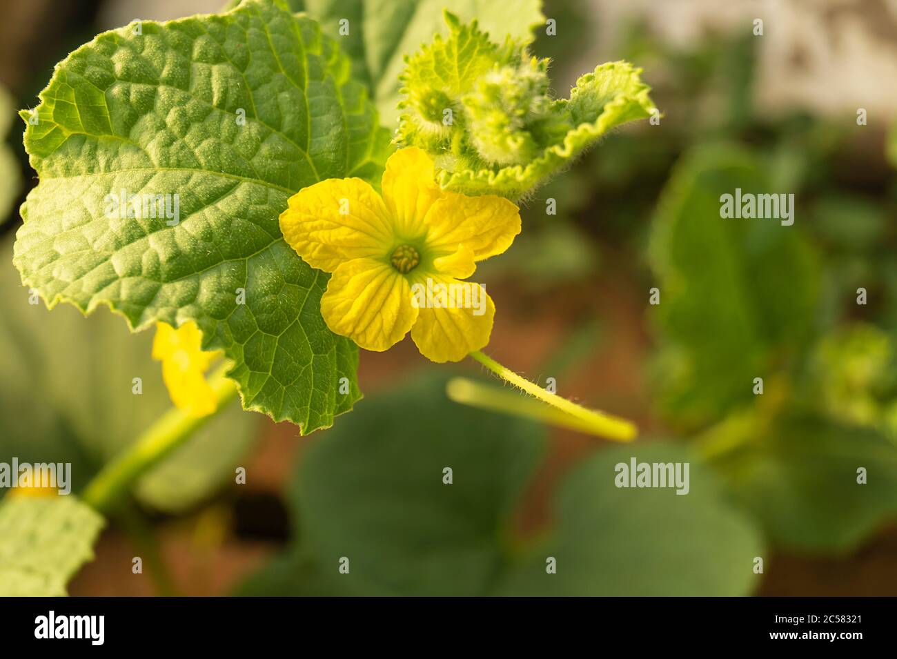 Yellow flower cucumber on background green sheet. Spring blossom in