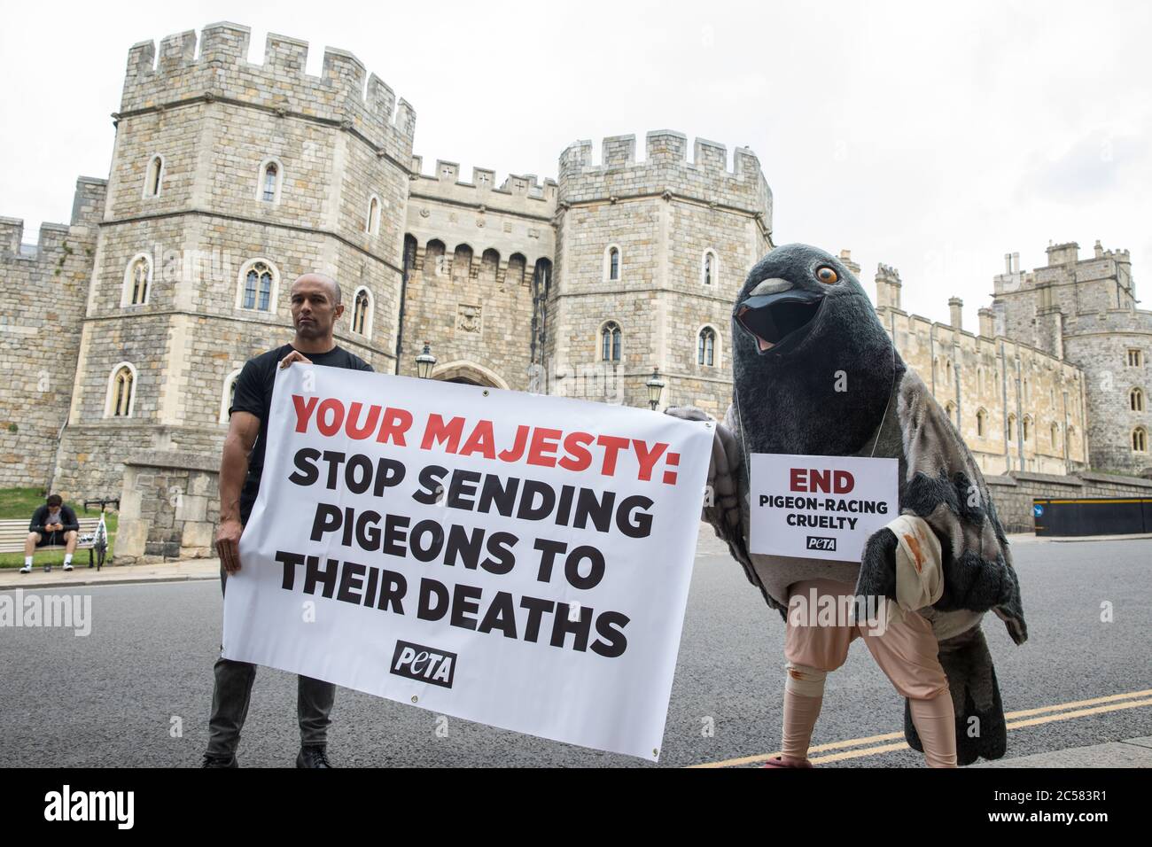 Windsor, UK. 1 July, 2020. A beaten and bruised giant pigeon is used by ...