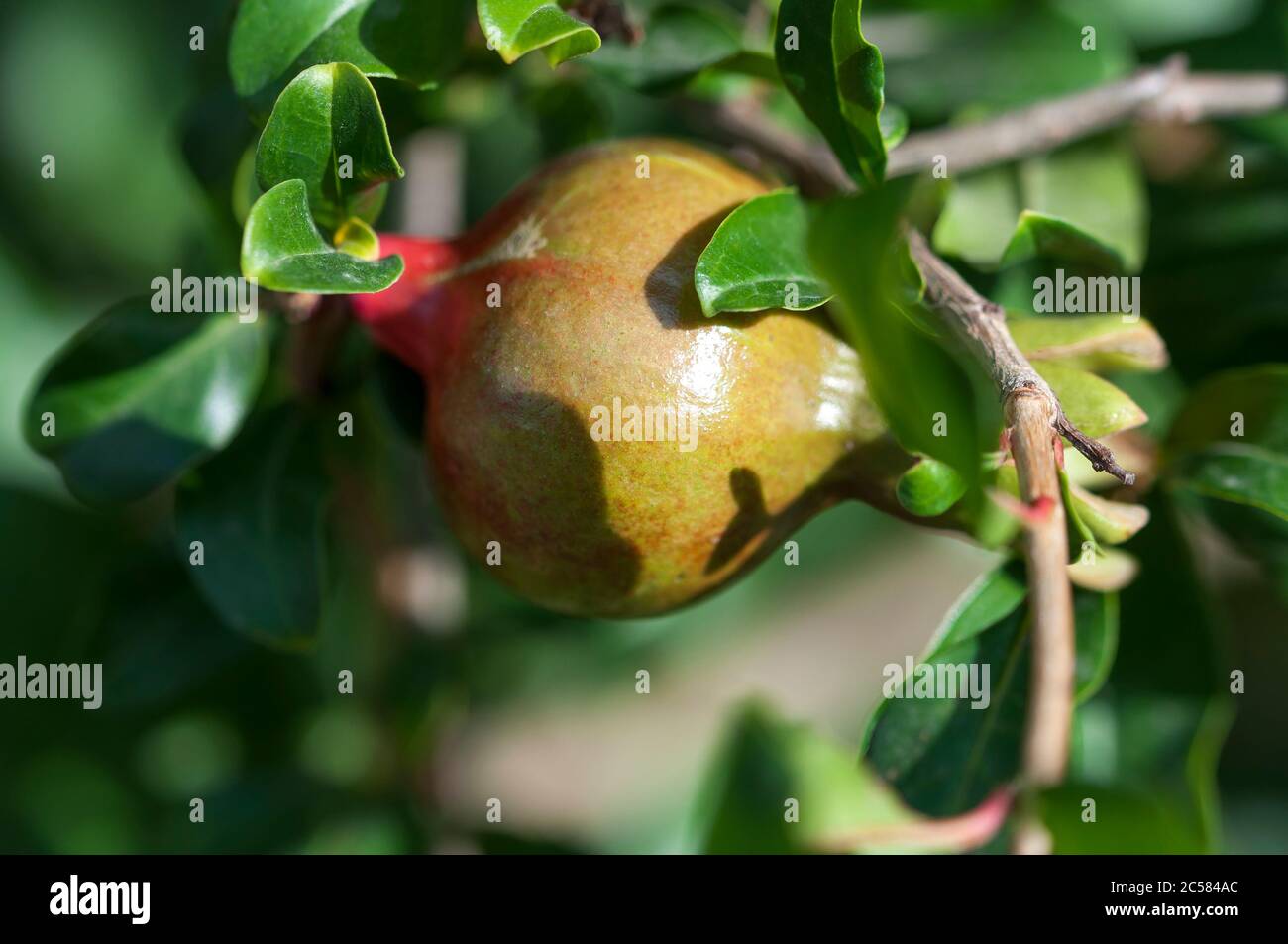 Green pomegranate fruit. A small, unripe pomegranate. An unripe pomegranate hanging from a branch. Stock Photo