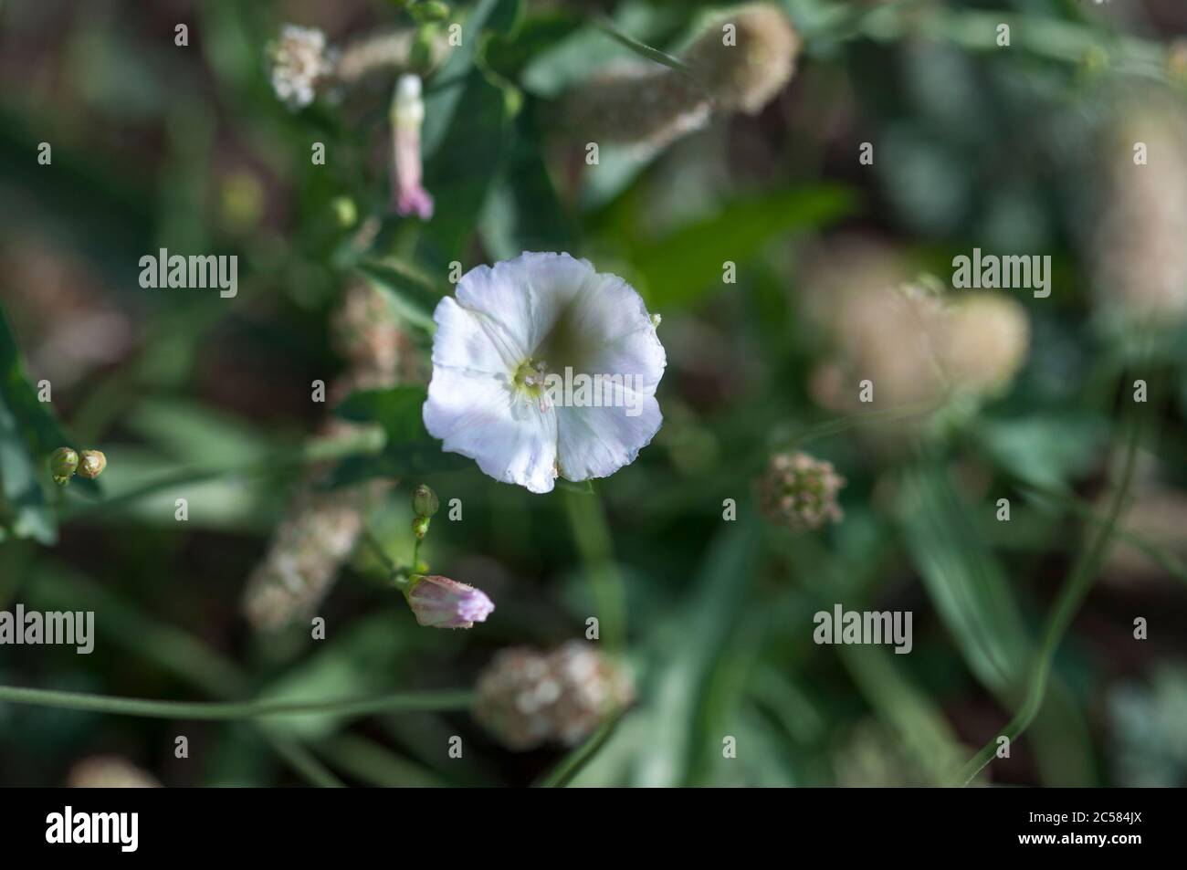 The field bindweed. Little wild flowers in white. White wildflowers