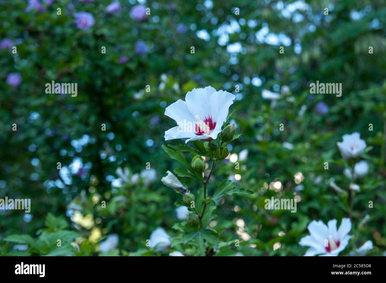 Hibiscus Syrian or Chinese rose, flowers of the Malvaceae family. The family Malvaceae. Flowering Bush with hibiscus flowers. Stock Photo