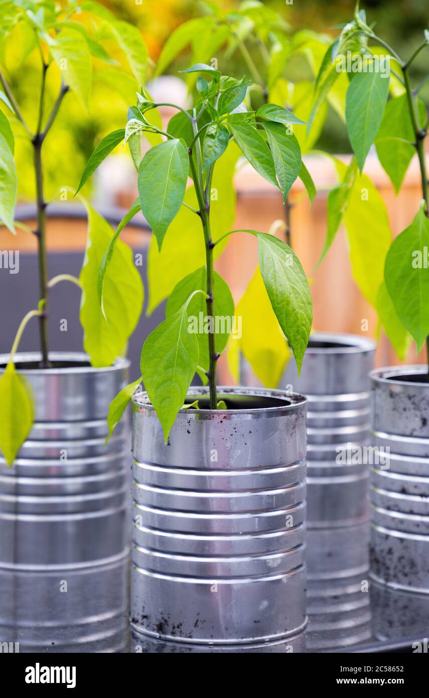 Chilli 'Jalapeno' plants in Aluminium cans Stock Photo Alamy