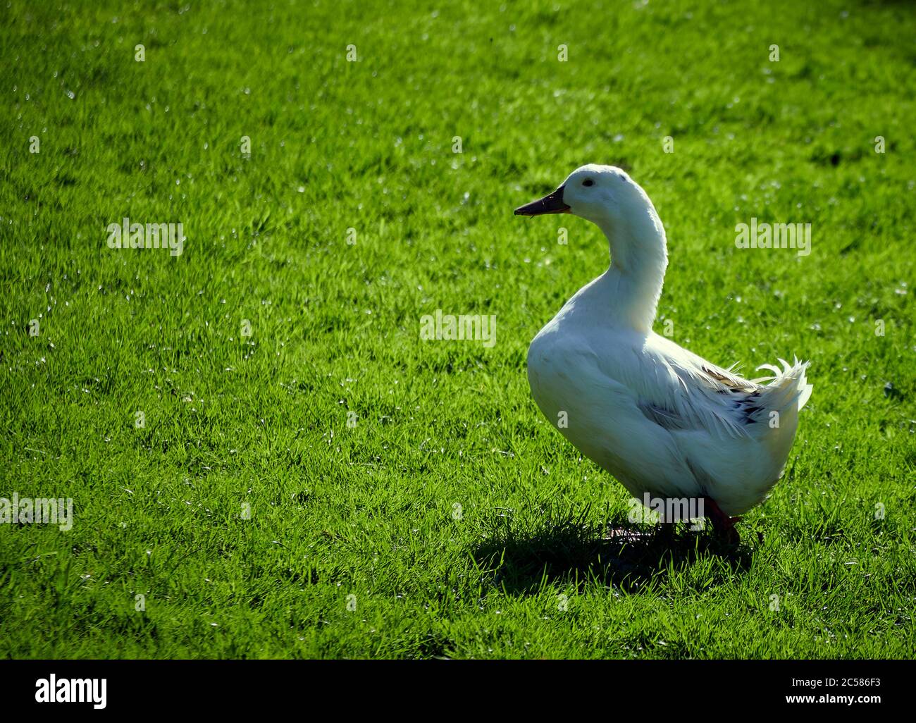 Alert Duck on the lookout at smallholding in Nidderdale at 900ft Stock Photo