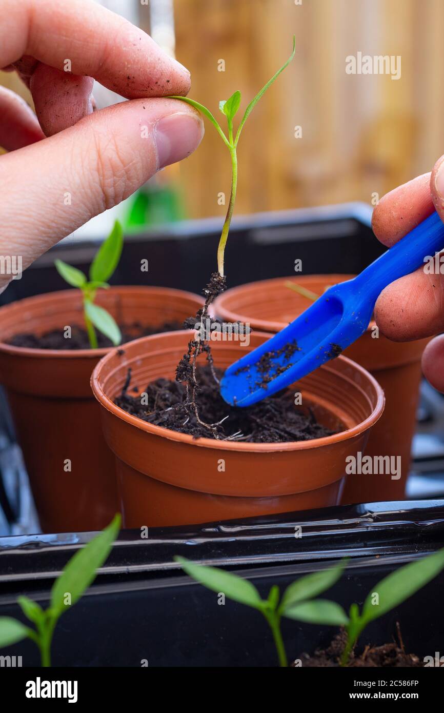Potting on Chilli seedlings into plastic pots Stock Photo Alamy