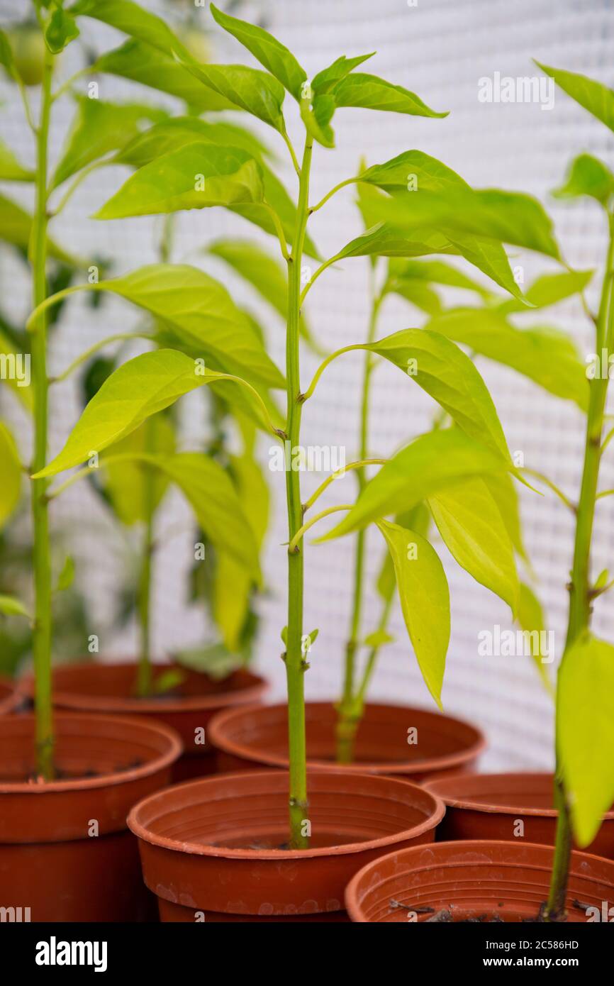Chilli plants hires stock photography and images Alamy