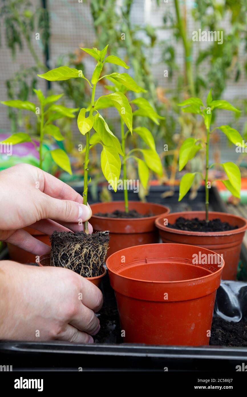 Potting on Chilli plants into larger plastic pots Stock Photo Alamy