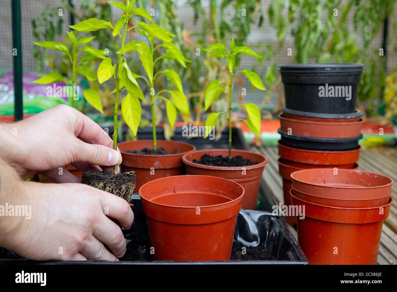 Chilli plants hires stock photography and images Alamy