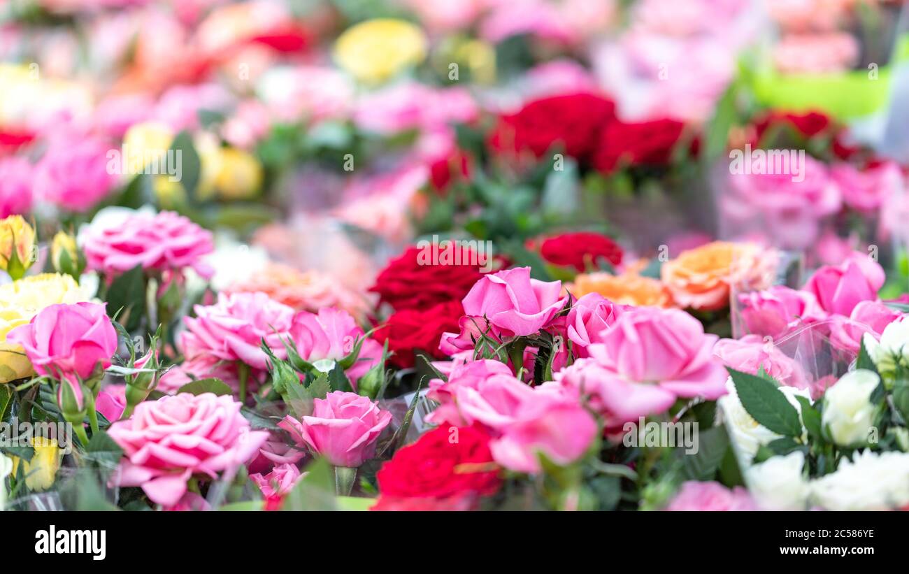 Greenhouse with roses, garden shop selling bouquets and seedlings of different roses. Selective focus, blurred background. Flower market Stock Photo