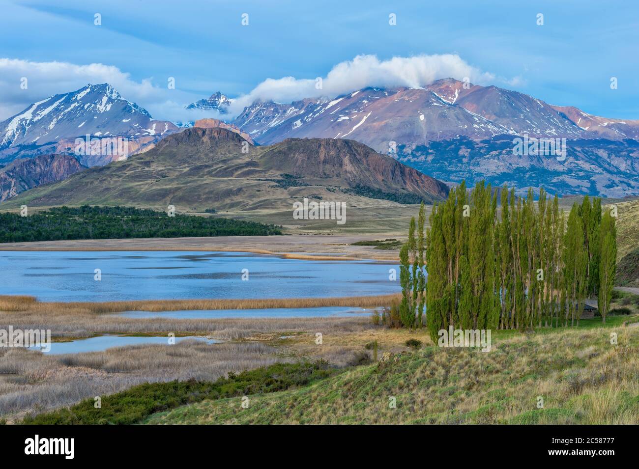 Poplar trees in front of the Andes, Patagonia National Park, Chacabuco valley near Cochrane, Aysen Region, Patagonia, Chile Stock Photo